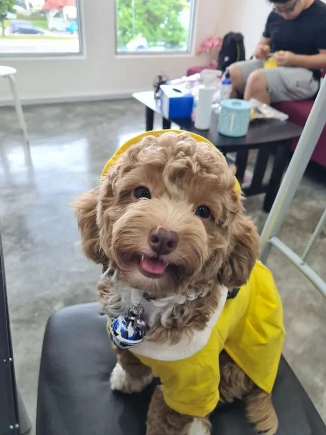Apricot Maltipoo Wearing a Dress.
