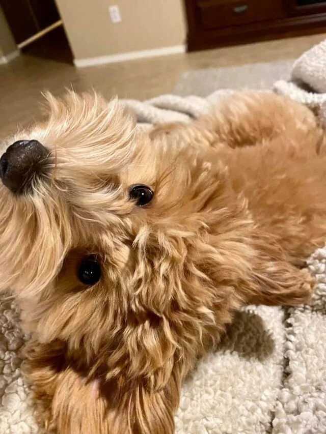 Apricot Maltipoo Laying Upside Down.