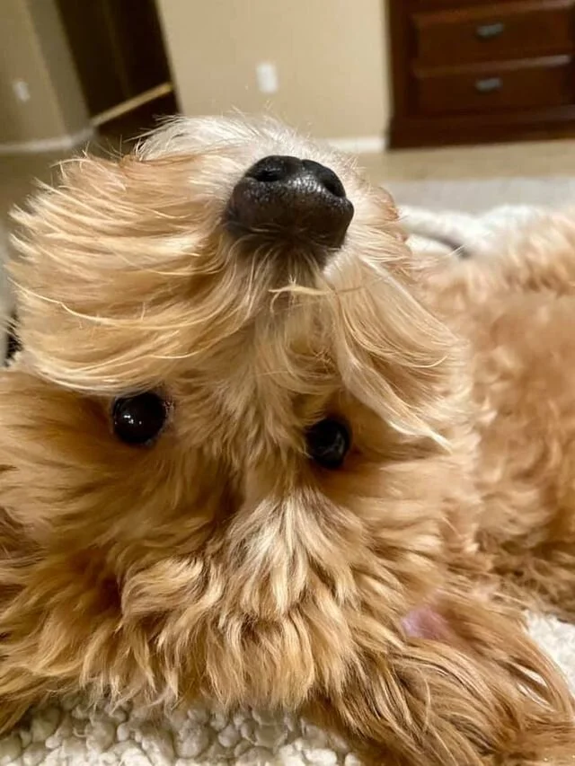 Apricot Maltipoo Laying Upside Down.
