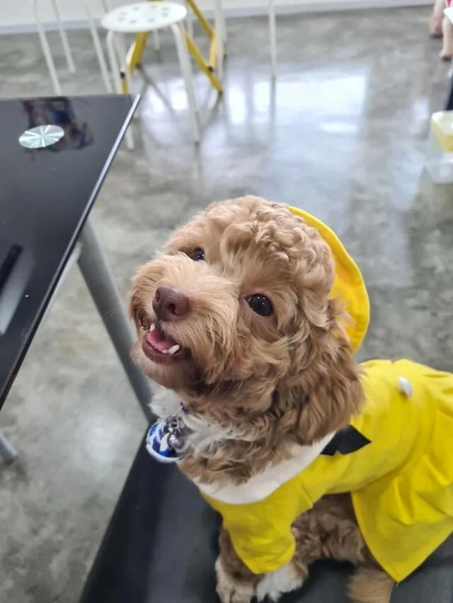 Apricot Maltipoo Wearing a Dress.