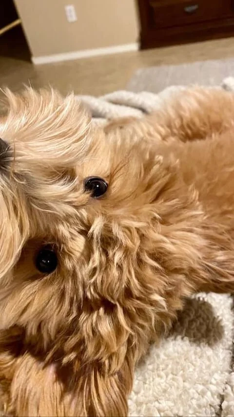 Apricot Maltipoo Laying Upside Down.