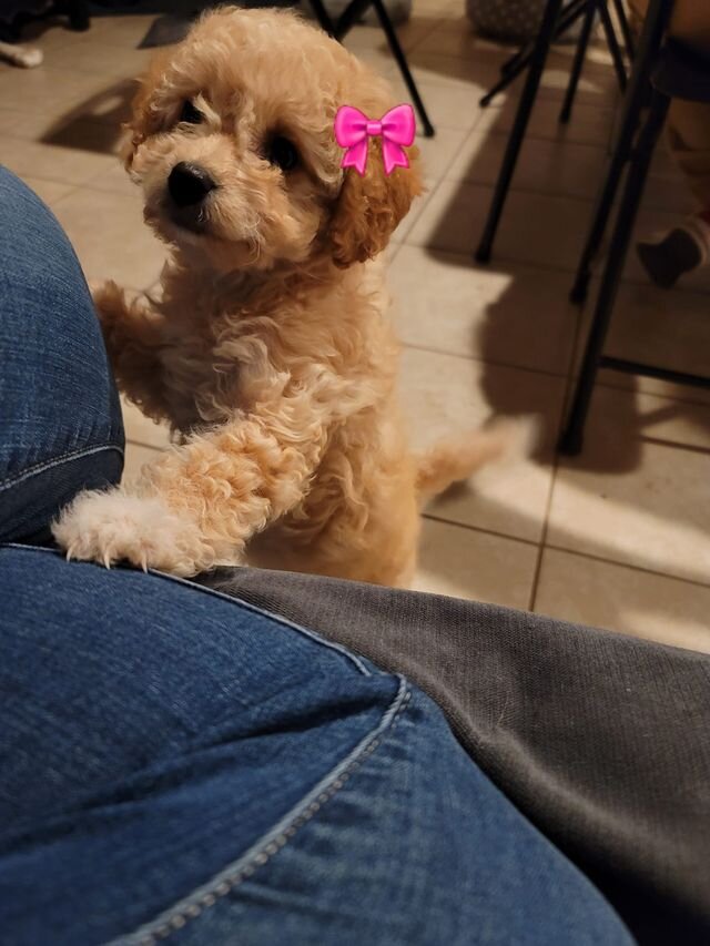 Apricot Maltipoo With a Bow.