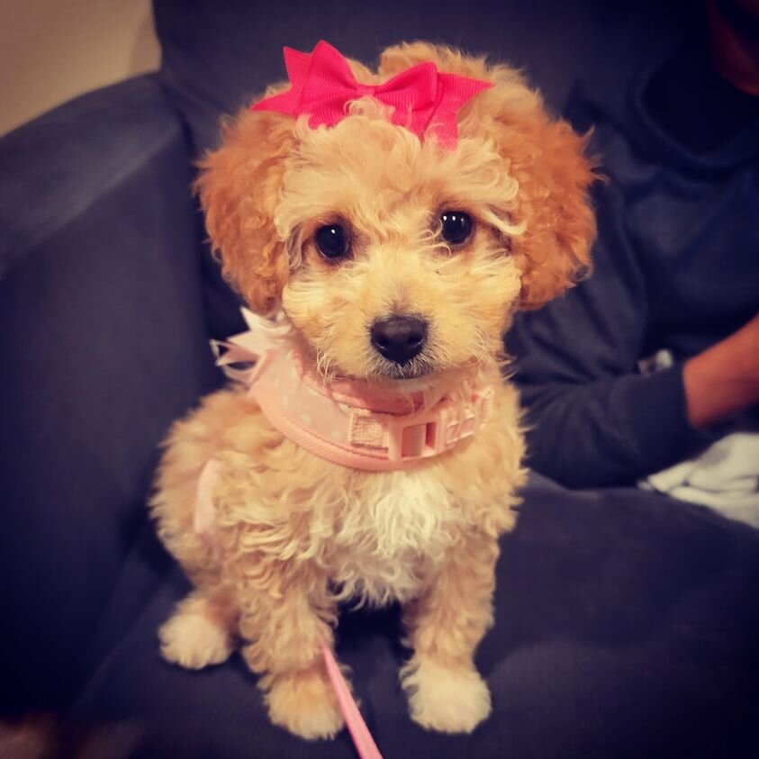 Apricot Maltipoo With a Bow.