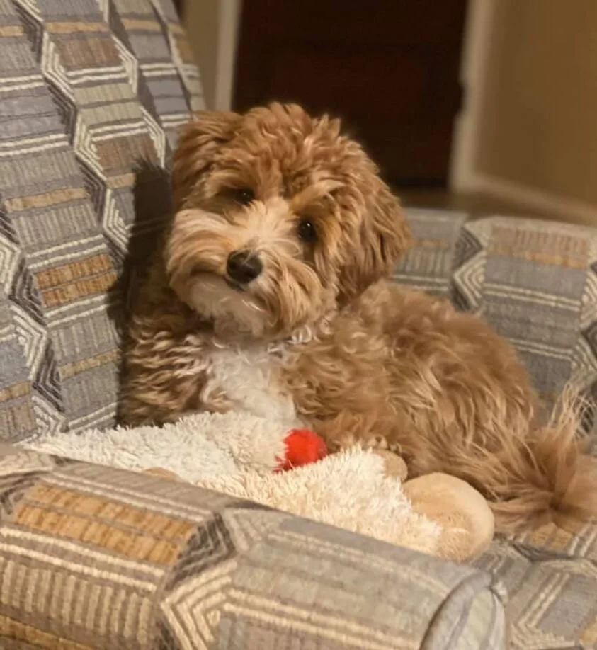Apricot Maltipoo Laying on a Chair.