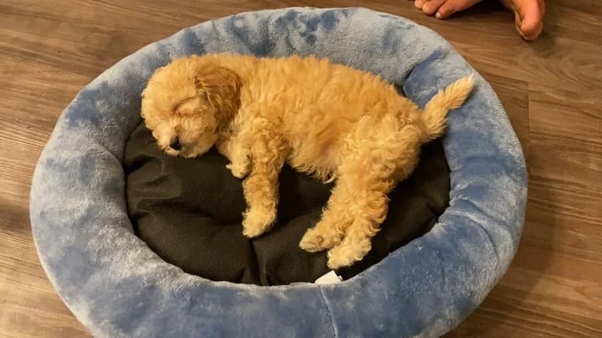 Apricot Maltipoo Laying on a Bed.