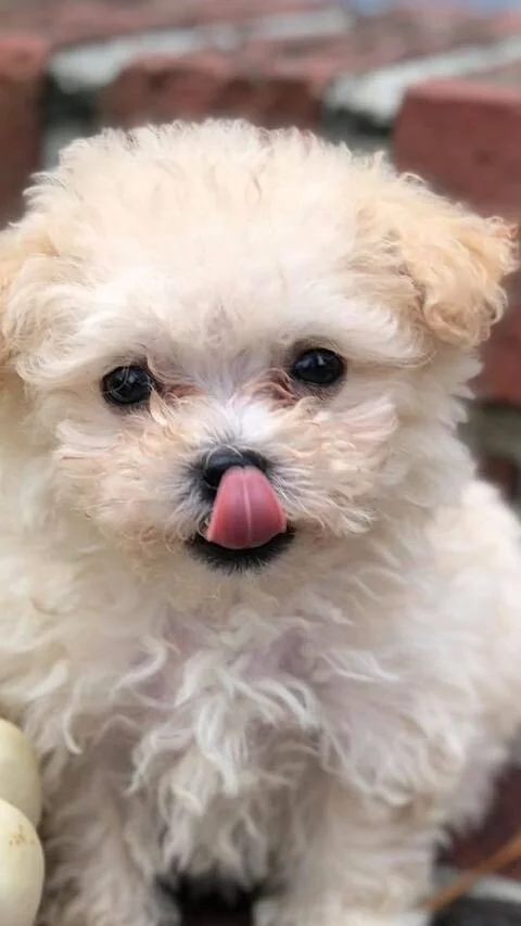 Cream Maltipoo Sticking Out its Tongue.