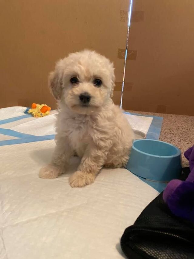 Cream Maltipoo Sitting on Training Pads.
