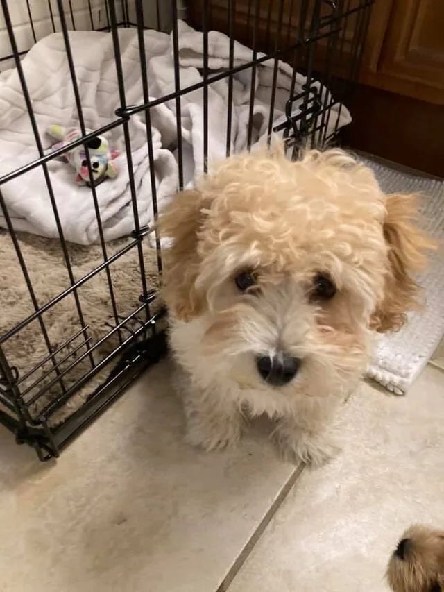 Cream Maltipoo Sitting by a Crate.