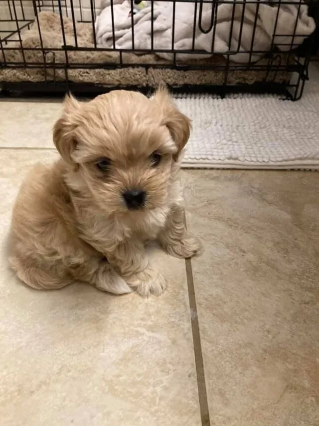 Cream Maltipoo Puppy Sitting by a Crate.