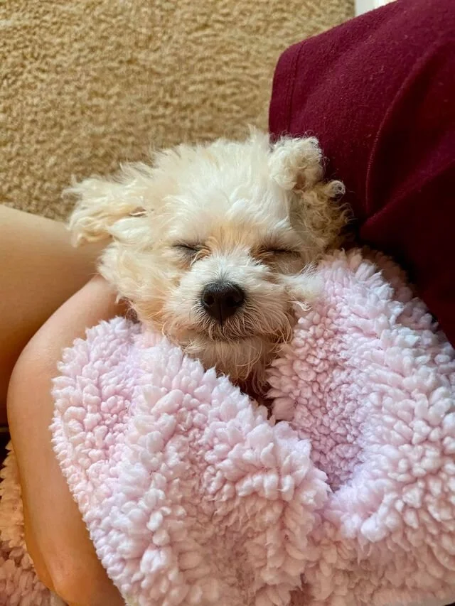 Cream Maltipoo Puppy in a Blanket.