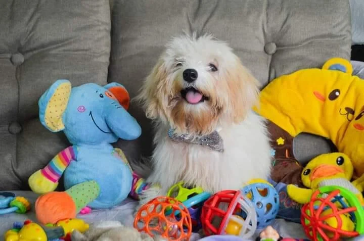 Cream Maltipoo by Toys.