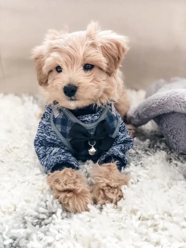 Cream Maltipoo Wearing a Sweater.