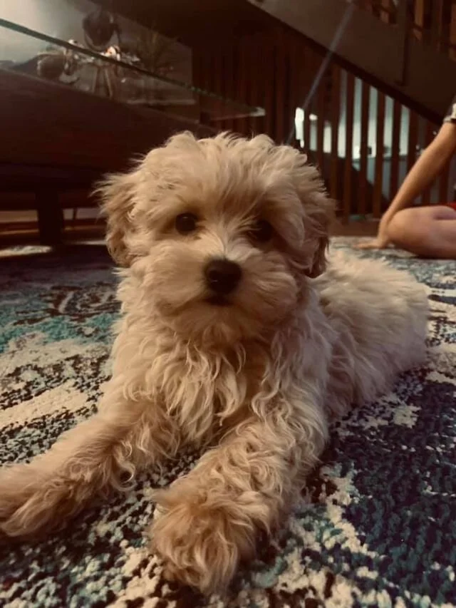 Cream Maltipoo Laying on the Carpet.