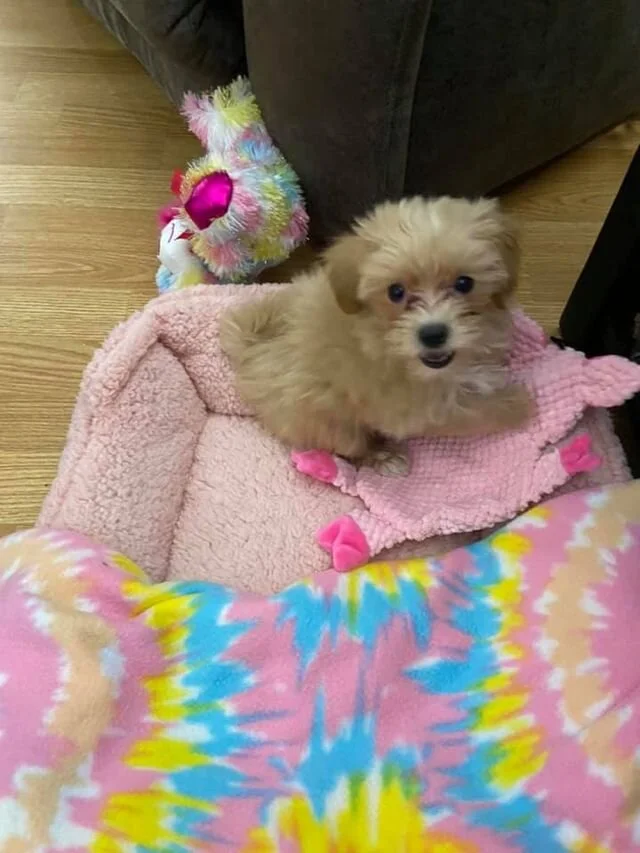 Cream Maltipoo Puppy Sitting in a Bed.