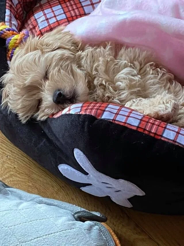 Cream Maltipoo Sleeping in a Bed.