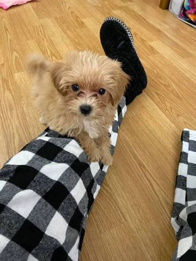 Cream Maltipoo Sitting on her Legs.