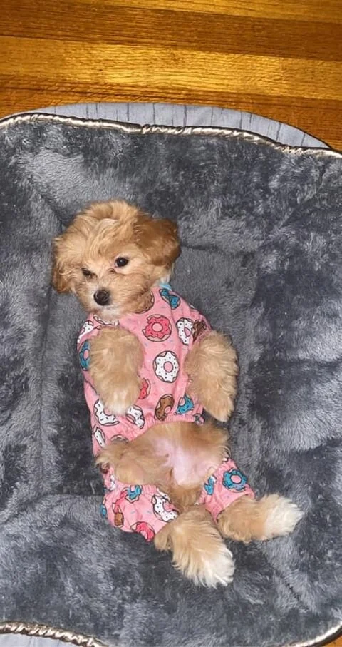 Cream Maltipoo Laying in a Bed.