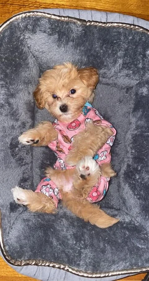 Cream Maltipoo Laying in a Bed.