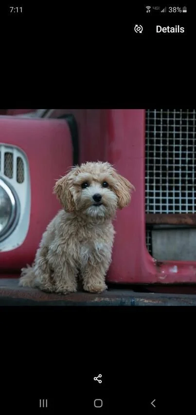 Cream Maltipoo by a Truck.