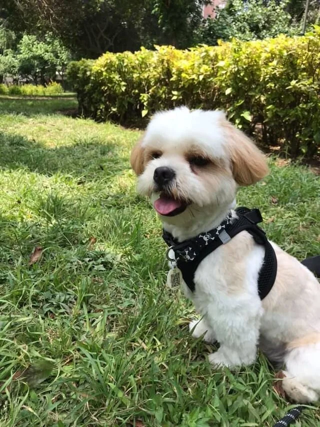 Cream Maltipoo Wearing a Harness.