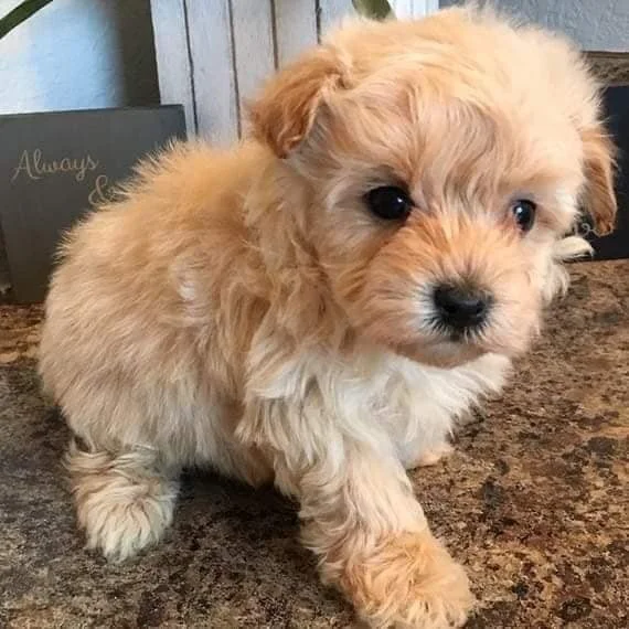 Cream Maltipoo Puppy Sitting on the Carpet.
