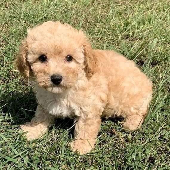 Cream Maltipoo Puppy Sitting on the Grass.