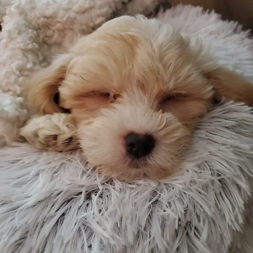 Cream Maltipoo Sleeping.