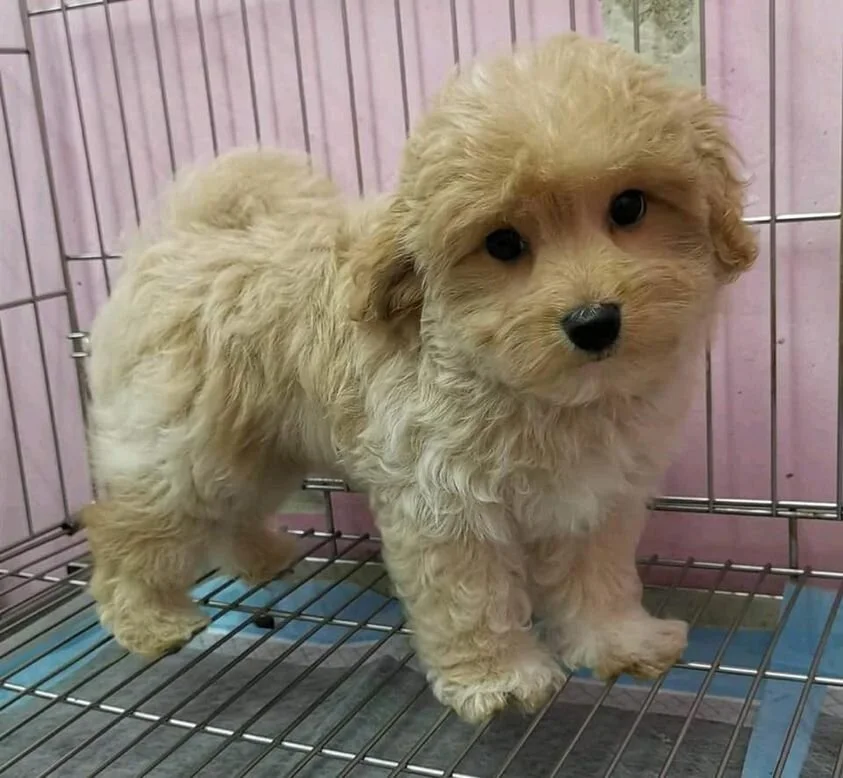 Cream Maltipoo Standing in a Crate.