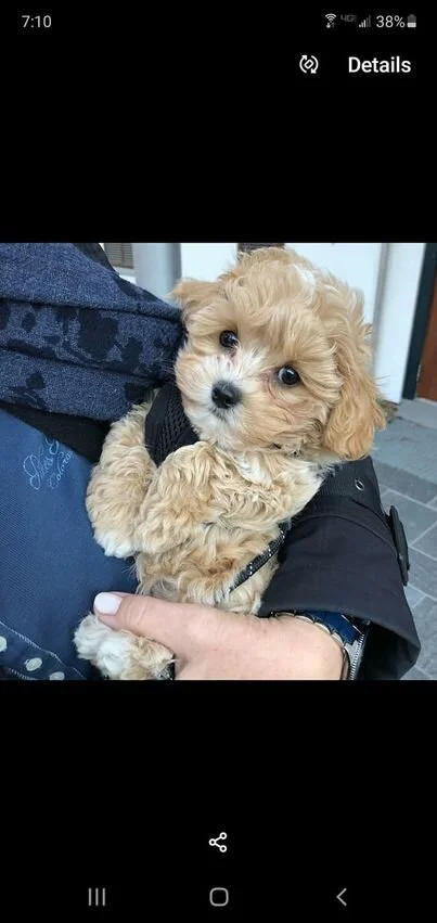 Cream Maltipoo Being Held.