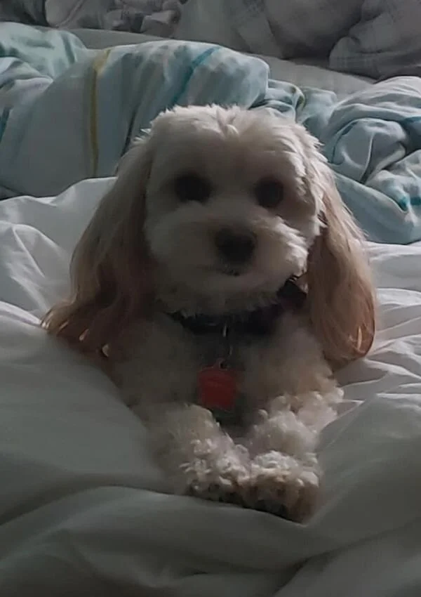 Cream Maltipoo Laying on the Bed.