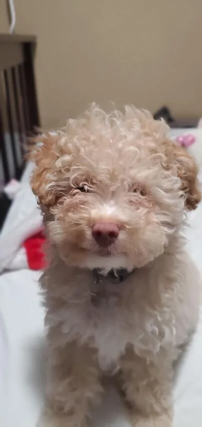Cream Maltipoo Looking at the Camera.