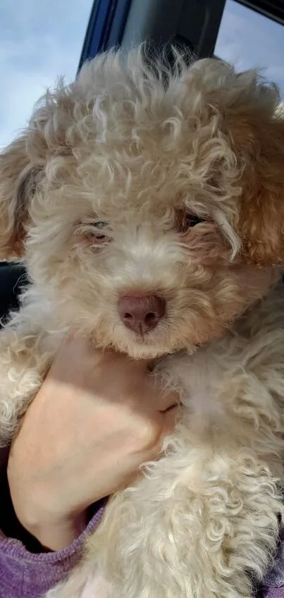 Cream Maltipoo in a Car.