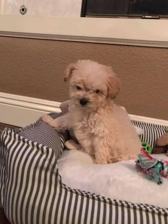 Cream Maltipoo Puppy in a Bed.