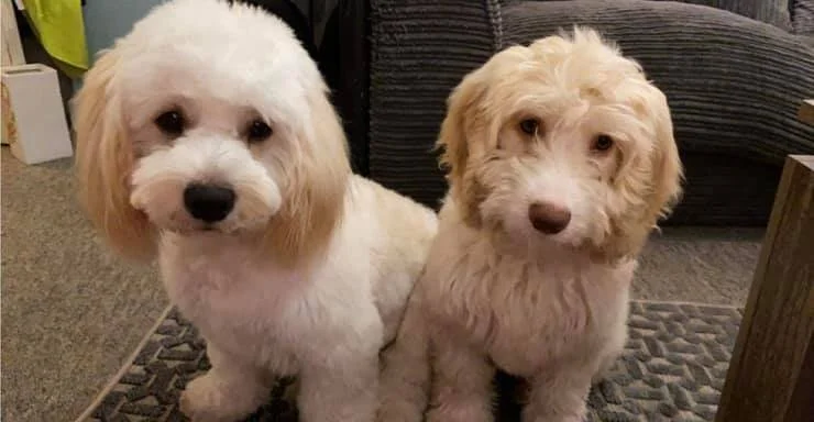 Two Cream Maltipoos.