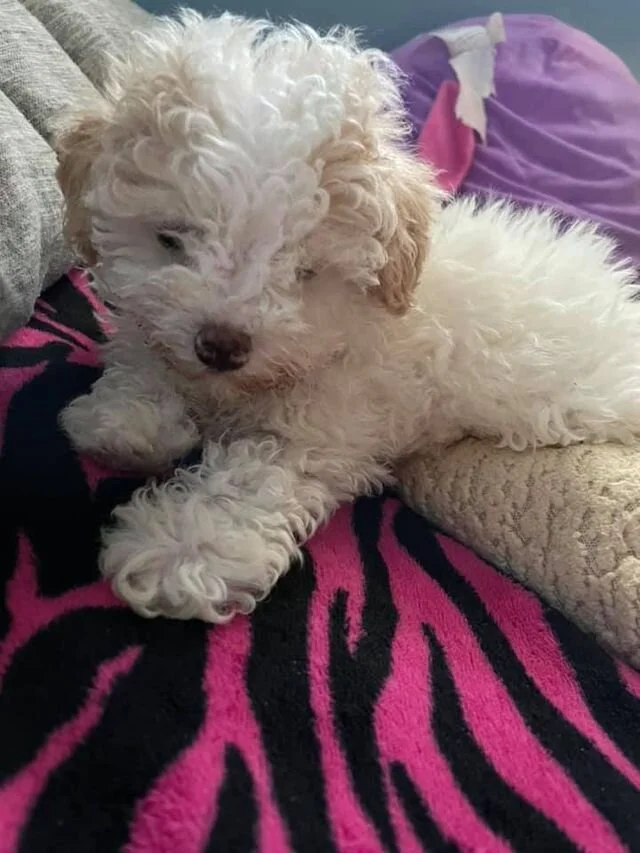 Cream Maltipoo Laying on a Blanket.