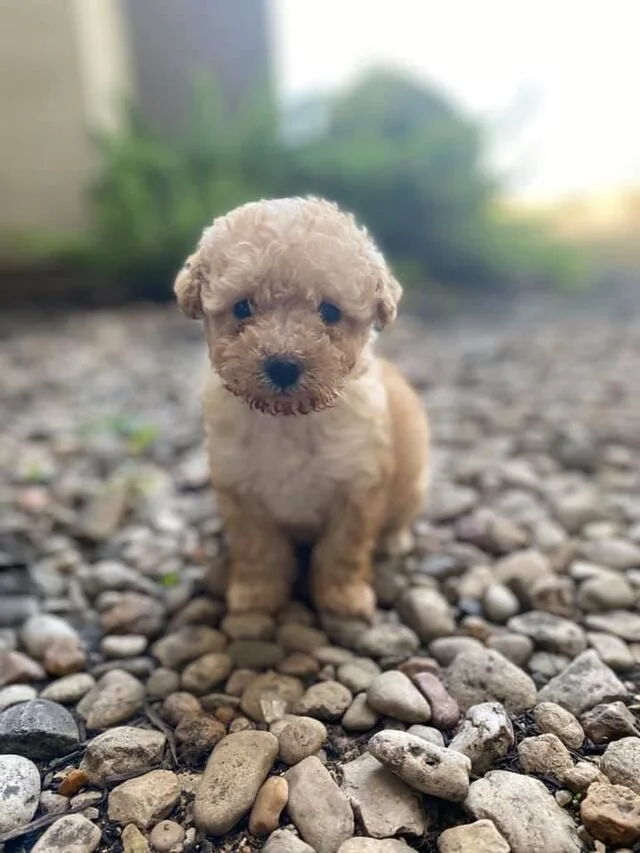 Cream Maltipoo Puppy on Rocks