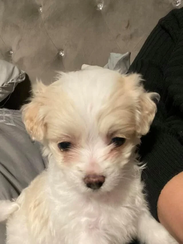 Cream Maltipoo Puppy Looking at the Camera.
