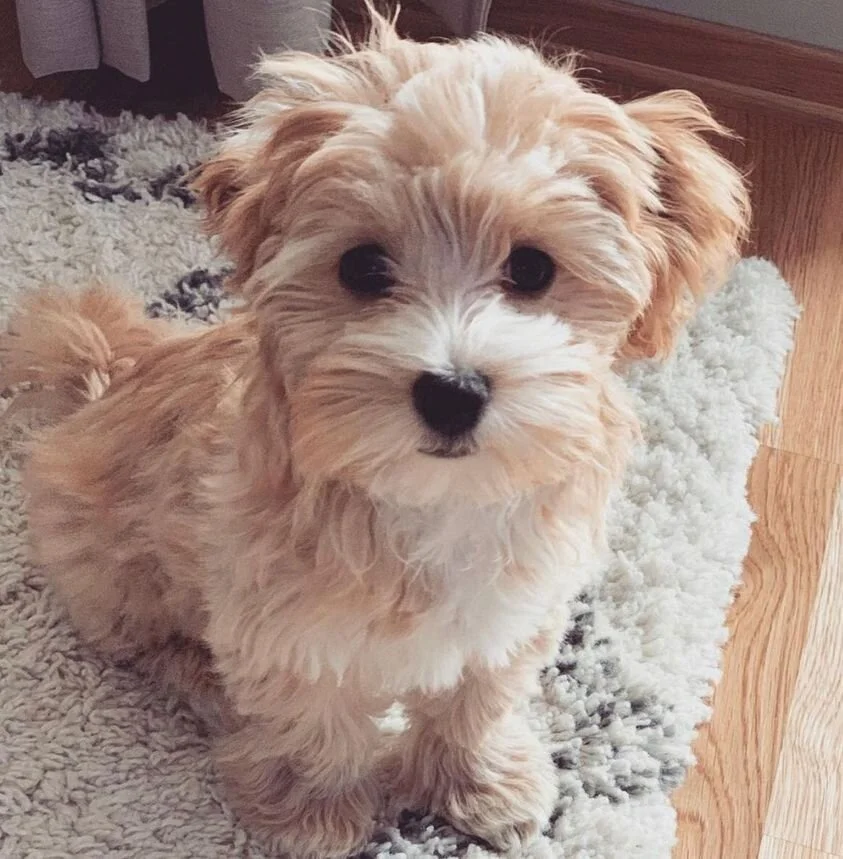 Cream Maltipoo Looking at the Camera.