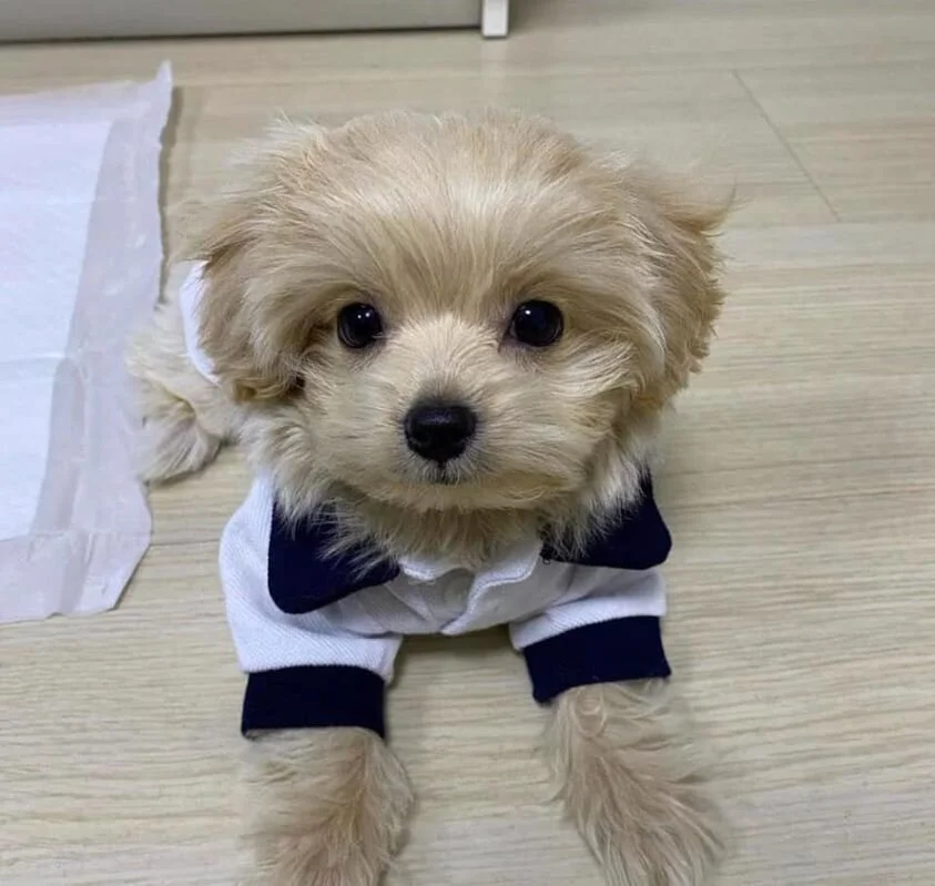 Cream Maltipoo Puppy Wearing a Shirt.