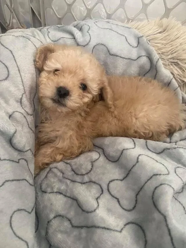 Cream Maltipoo Puppy Laying in a Bed.