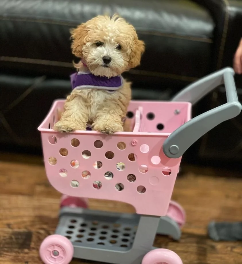Cream Maltipoo in a Toy Basket.