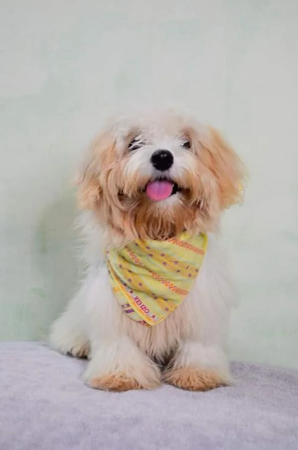 Cream Maltipoo Wearing a Bandana.