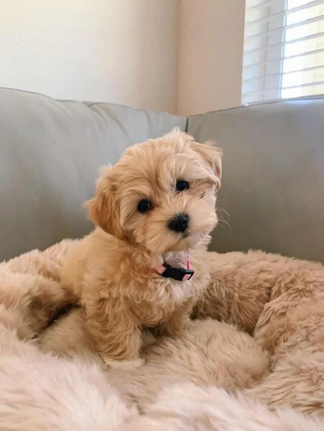 Cream Maltipoo in a Bed.