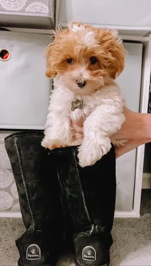 Cream Maltipoo in a Shoe.