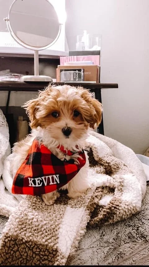 Cream Maltipoo Wearing a Bandana.