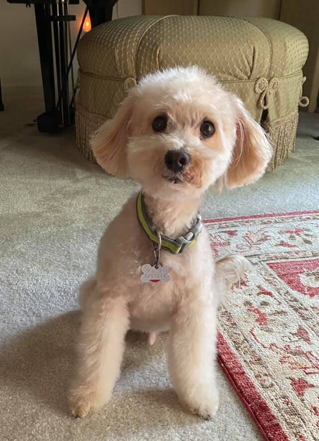 Cream Maltipoo Looking at the Camera.