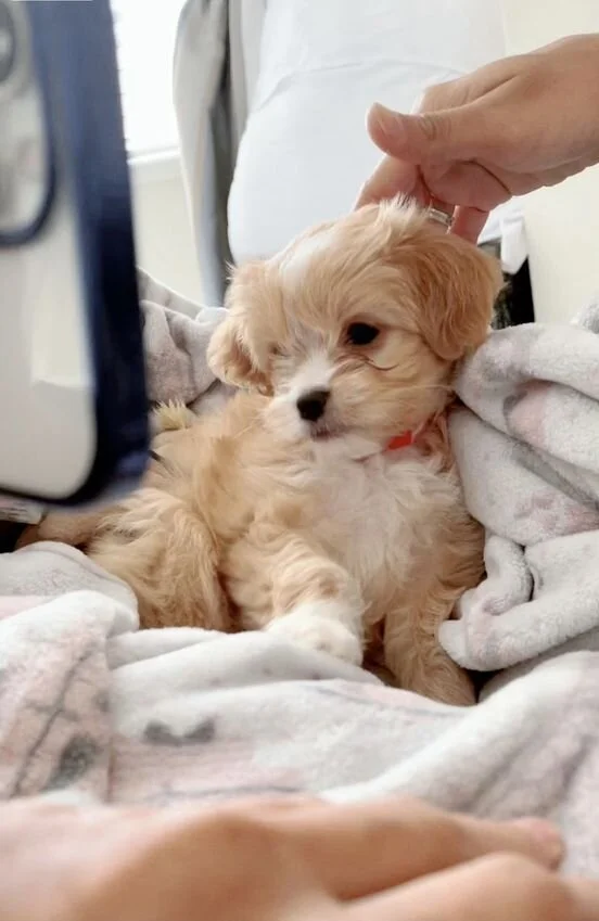 Cream Maltipoo Sitting on Blankets.