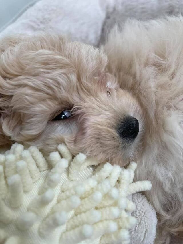 Cream Maltipoo Laying on Blankets.