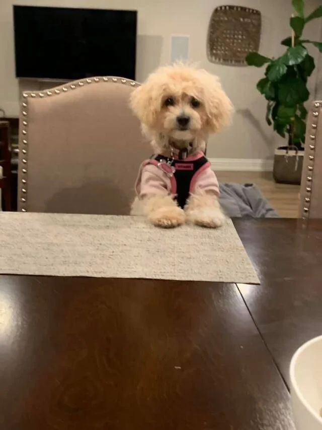Cream Maltipoo Sitting at the Table.
