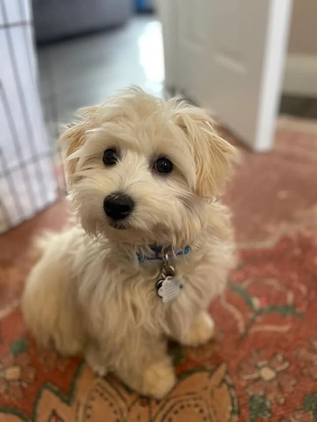 Cream Maltipoo Looking at the Camera.